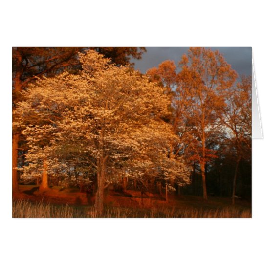 dogwood2