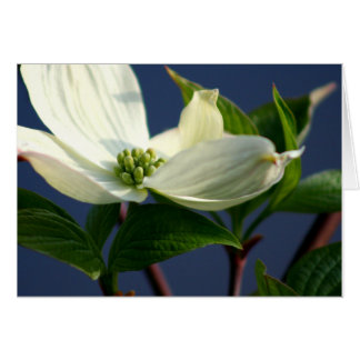 Dogwood Bloom