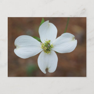 Dogwood Bloom Postcard