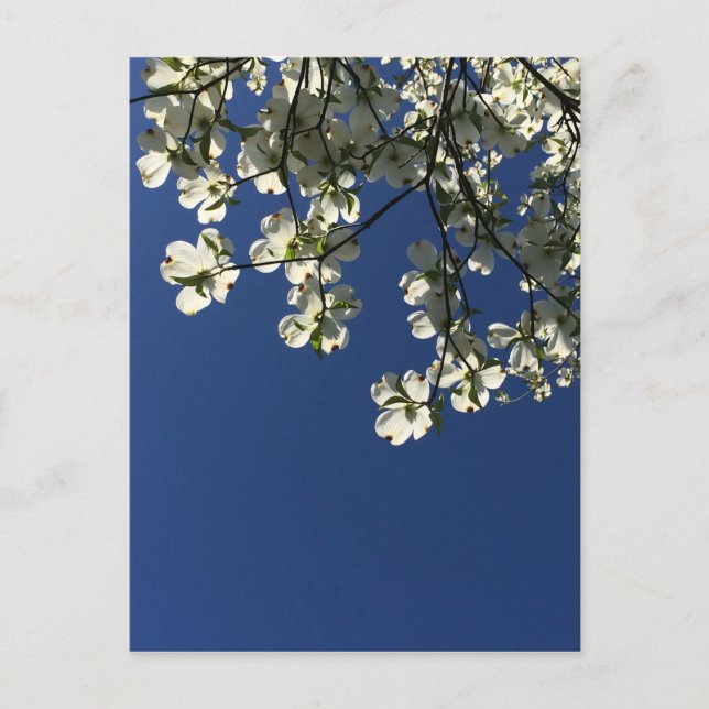 Dogwood Blossom Cards (Front)