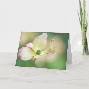 Dogwood Blossom   Cornus Kousa 'Miss Satomi' Card
