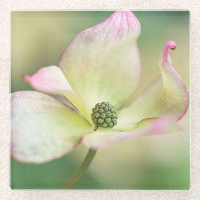Dogwood Blossom | Cornus Kousa 'Miss Satomi' Glass Coaster (Front)
