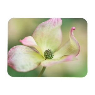 Dogwood Blossom Cornus Kousa 'Miss Satomi' Magnet