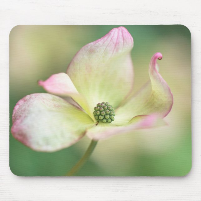 Dogwood Blossom | Cornus Kousa 'Miss Satomi' Mouse Mat (Front)