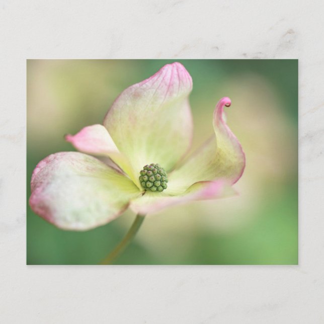Dogwood Blossom | Cornus Kousa 'Miss Satomi' Postcard (Front)