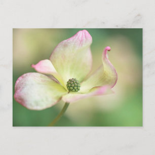 Dogwood Blossom   Cornus Kousa 'Miss Satomi' Postcard