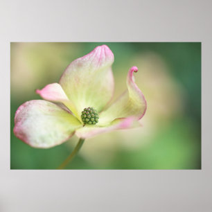 Dogwood Blossom Cornus Kousa 'Miss Satomi' Poster