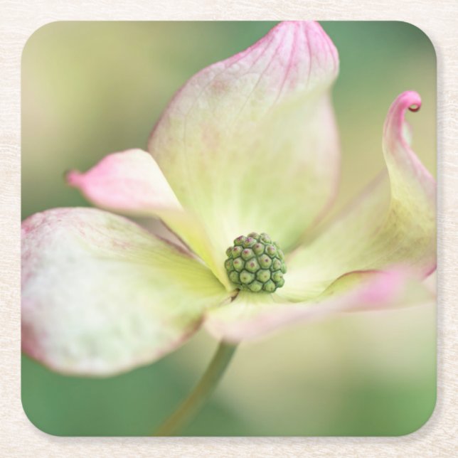 Dogwood Blossom | Cornus Kousa 'Miss Satomi' Square Paper Coaster (Front)