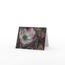 Dogwood Blossom Notecard