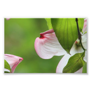 Dogwood blossom photo print