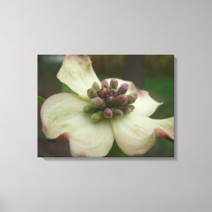 Dogwood Blossom Photography Canvas Print