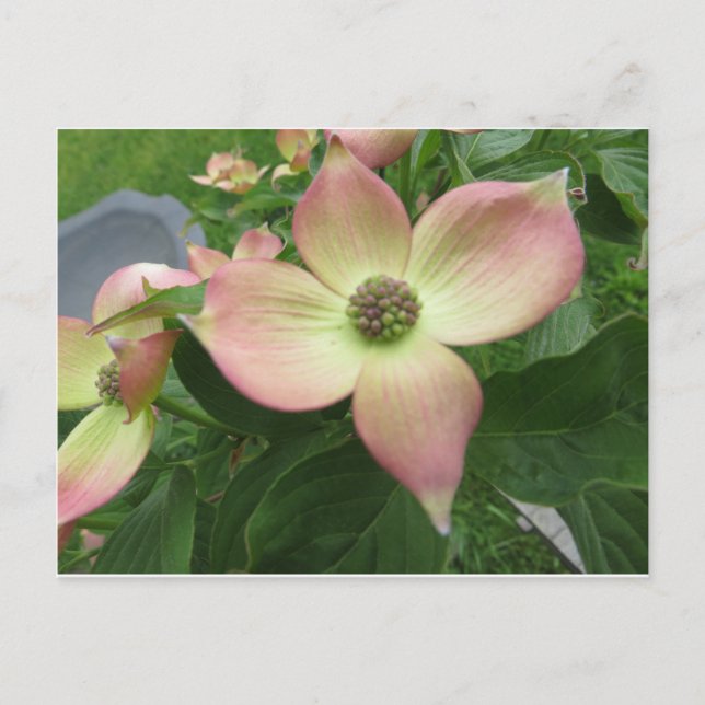 Dogwood Blossom Postcard (Front)