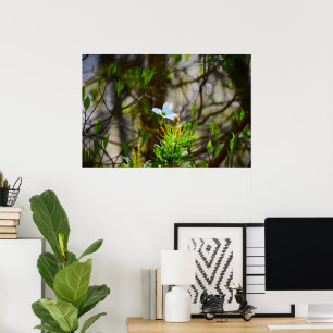 Dogwood Blossom, Poster