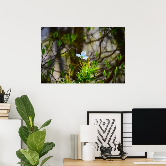 Dogwood Blossom,  Poster (Home Office)