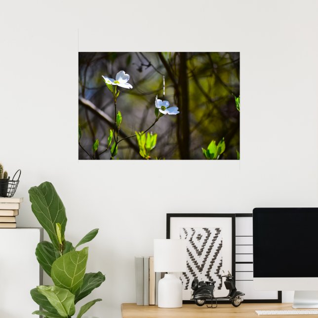 Dogwood Blossom,  Poster (Home Office)