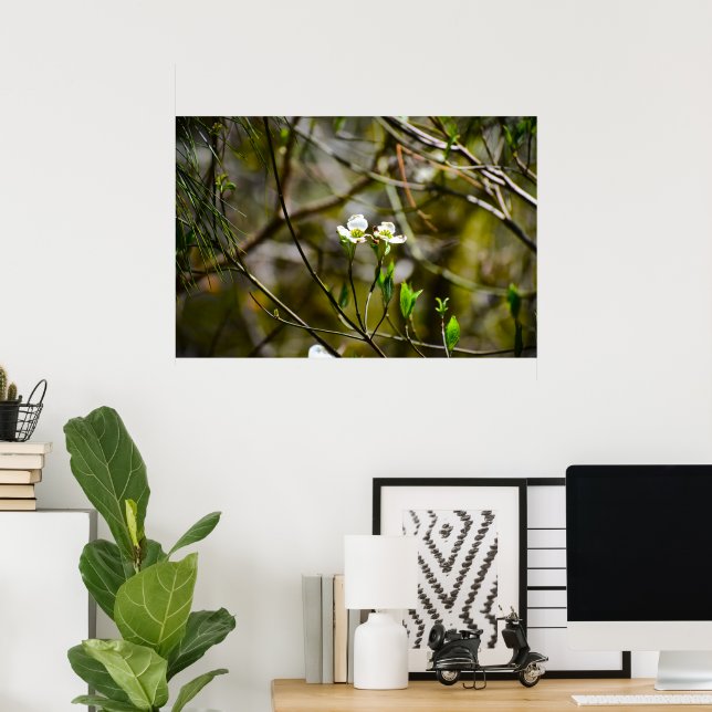 Dogwood Blossom,  Poster (Home Office)
