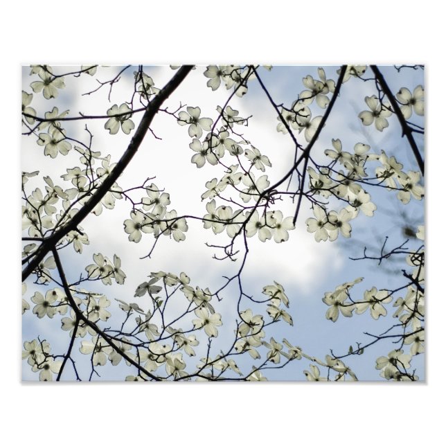 Dogwood Blossoms and Blue Sky Photo Print (Front)