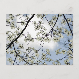 Dogwood Blossoms and Blue Sky Postcard