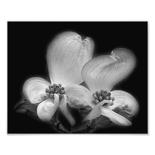 Dogwood Blossoms Black And White High Contrast Photo Print