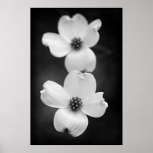 Dogwood Blossoms in Black and White