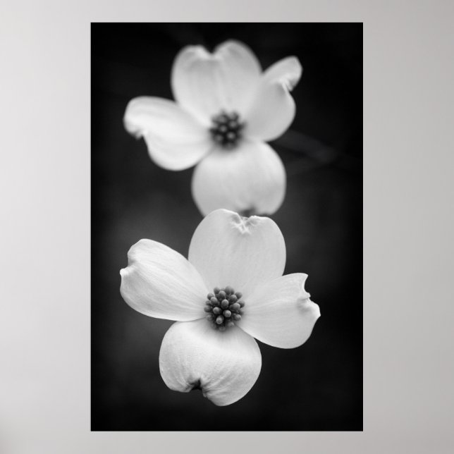 Dogwood Blossoms in Black and White Poster (Front)