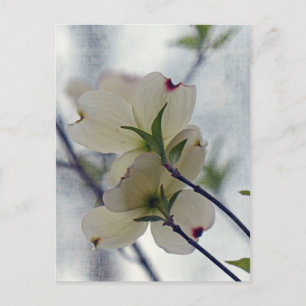 Dogwood Blossoms Postcard