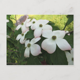 Dogwood Blossoms Postcard