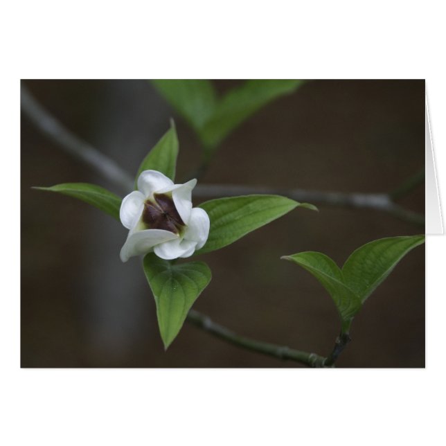 Dogwood Bud (Front Horizontal)