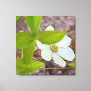 Dogwood Canvas Print