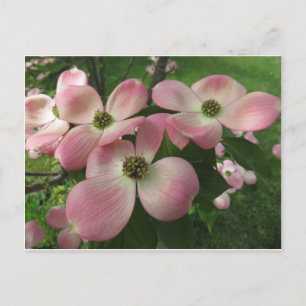 Dogwood Cluster Postcard