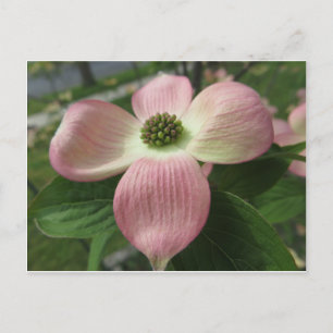 Dogwood Cross Postcard