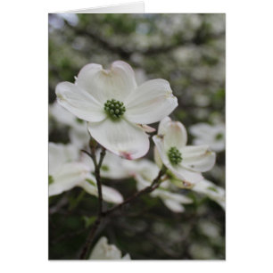 Dogwood Flower Blossoms All Occasions Greeting