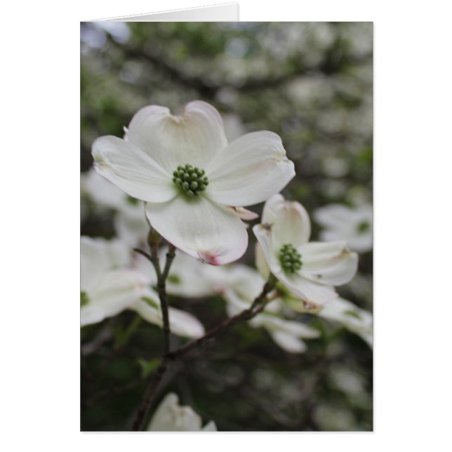 Dogwood Flower Blossoms All Occasions Greeting  (Front)