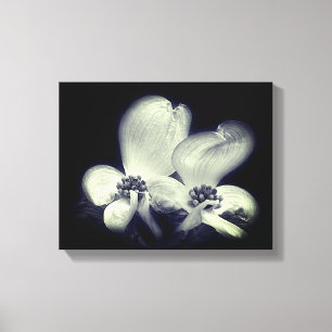 Dogwood Flower Blossoms Black And White    Canvas Print
