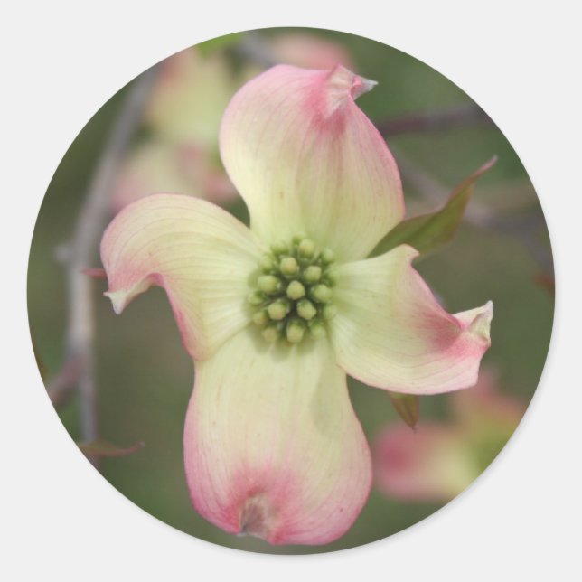 Dogwood Flower Classic Round Sticker (Front)