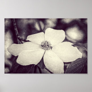 Dogwood Flower Poster