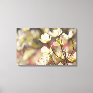 Dogwood Flowers Canvas Print