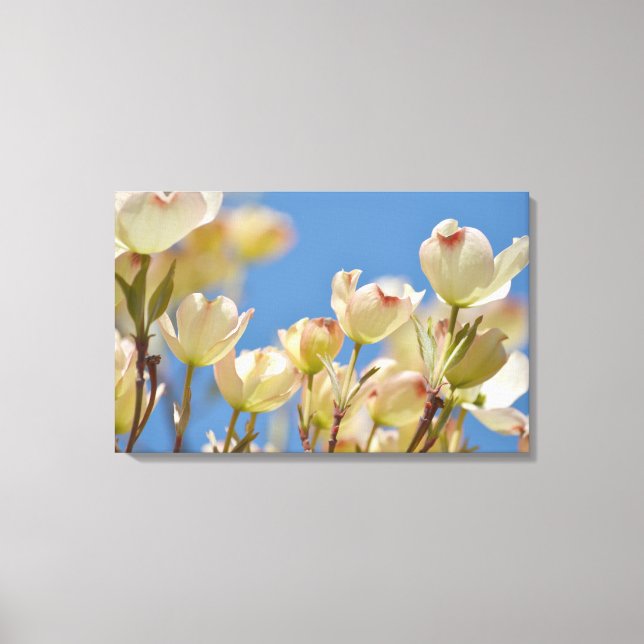 Dogwood Flowers Canvas Print (Front)