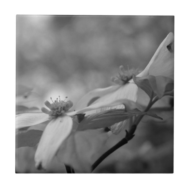 Dogwood Flowers In Black And White Tile (Front)