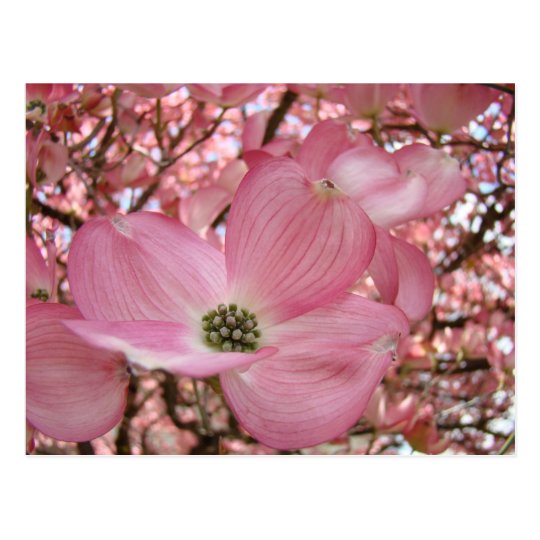 DOGWOOD FLOWERS Pink 1 Cards Art Gifts Mugs