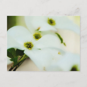 Dogwood Flowers Postcard