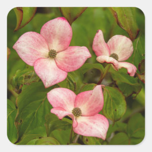 Dogwood Flowers Stickers