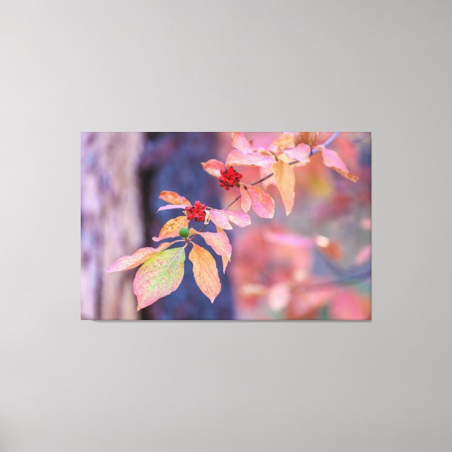 Dogwood in Autumn Canvas Print (Front)