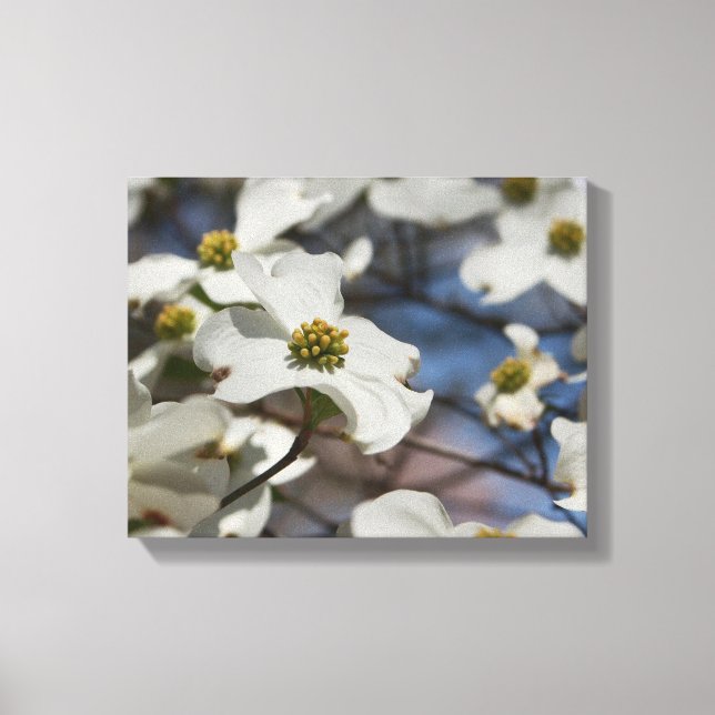 Dogwood in Bloom Canvas Print (Front)