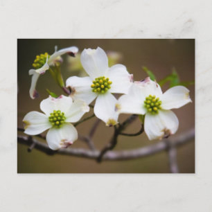 Dogwood in Bloom Postcard