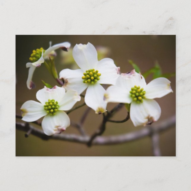 Dogwood in Bloom Postcard (Front)