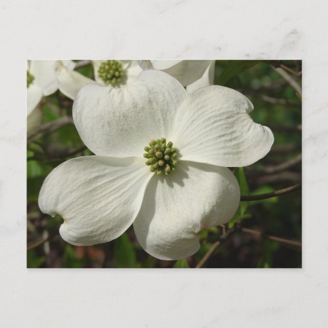 Dogwood Post Card (Front)
