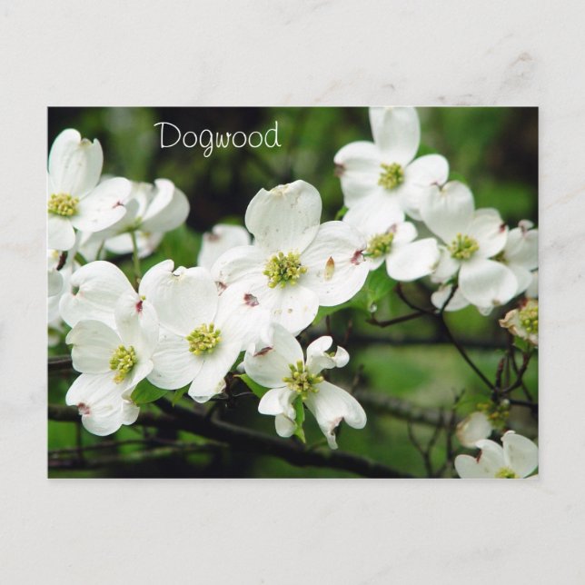 Dogwood Postcard (Front)