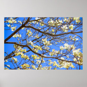 dogwood poster