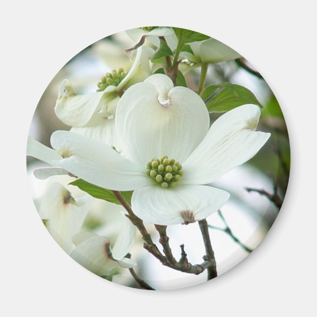 Dogwood Tree Flower Magnet (Front)